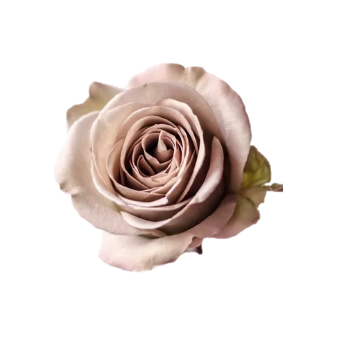 Fresh Ecuadorian roses