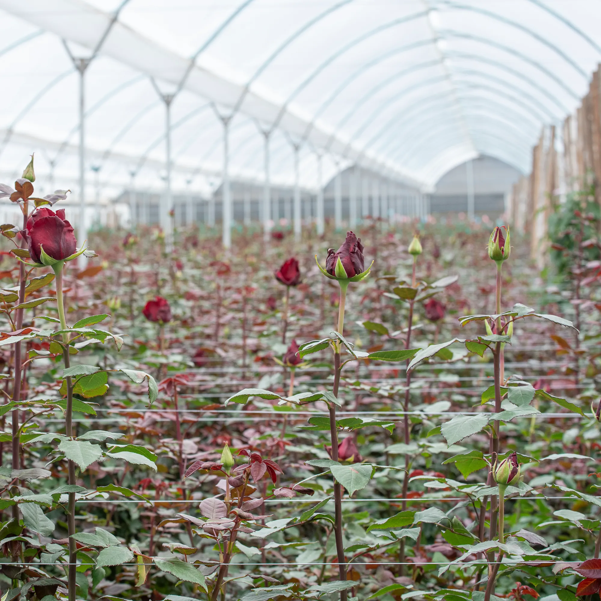 Roses grown high in the Ecuadorian Andes