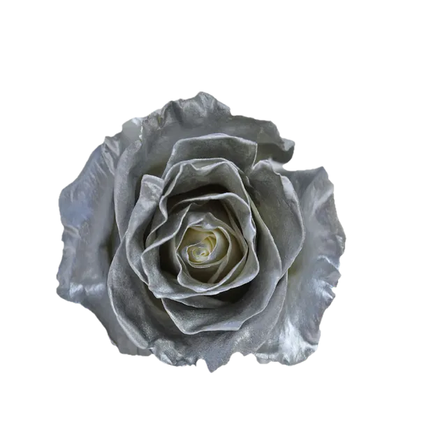 Preserved roses
