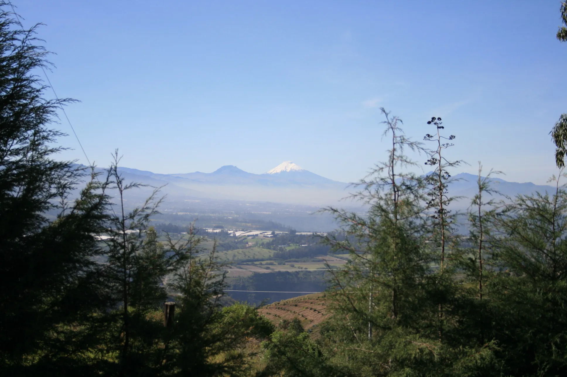 Where the Ecuadorian Andes shape exceptional roses